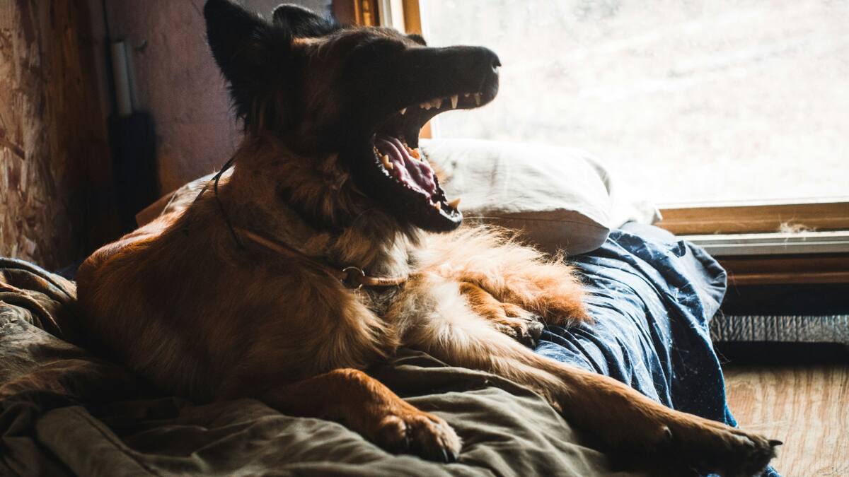 Perro pastor belga. Fuente: Unsplash