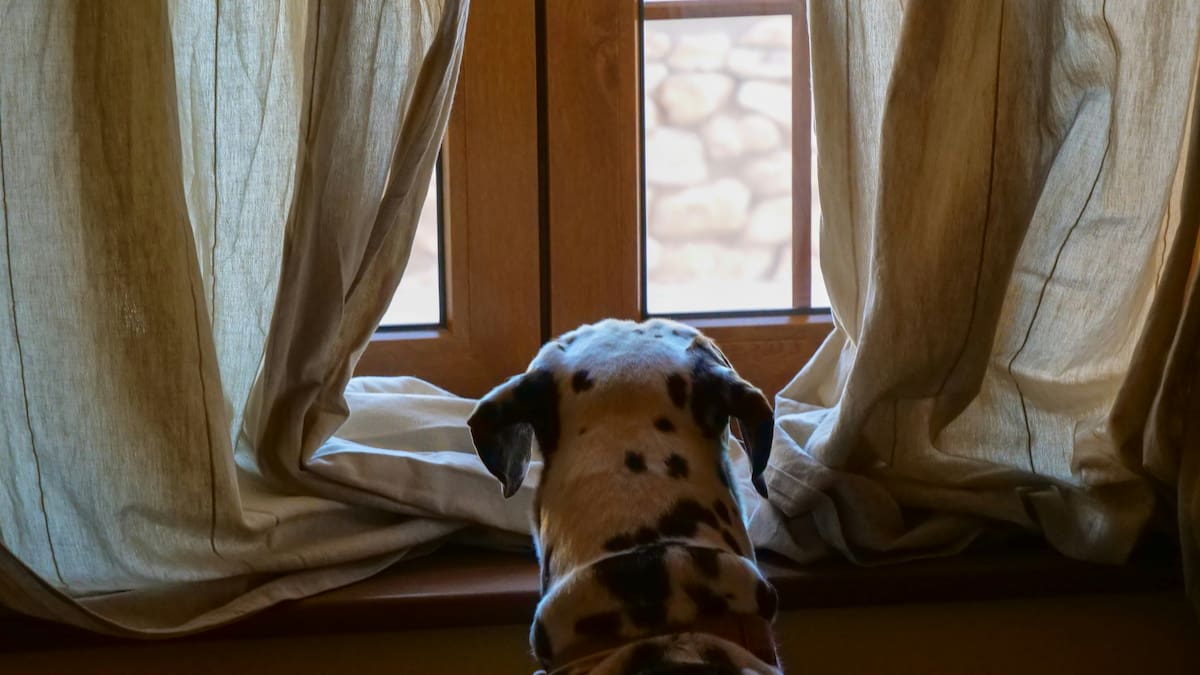 Perro, pirotecnia.