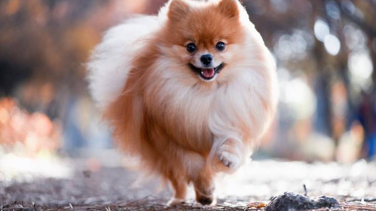 Perro pomerania. Fuente: Pexels