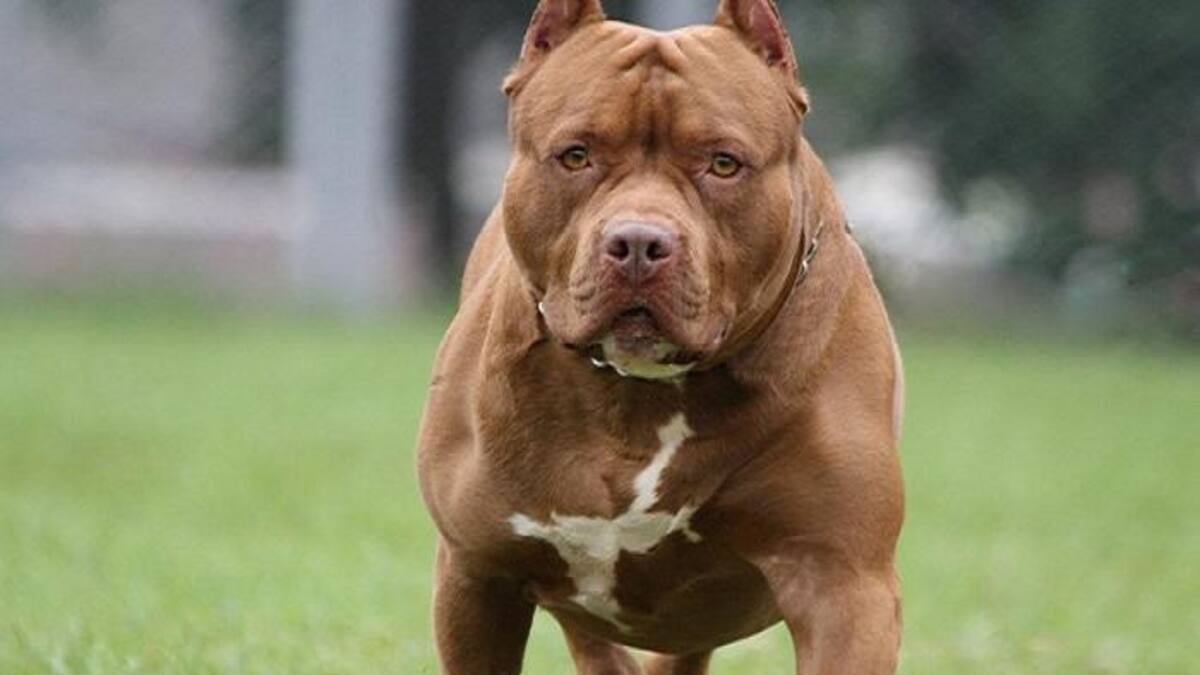 Perro raza pitbull terrier