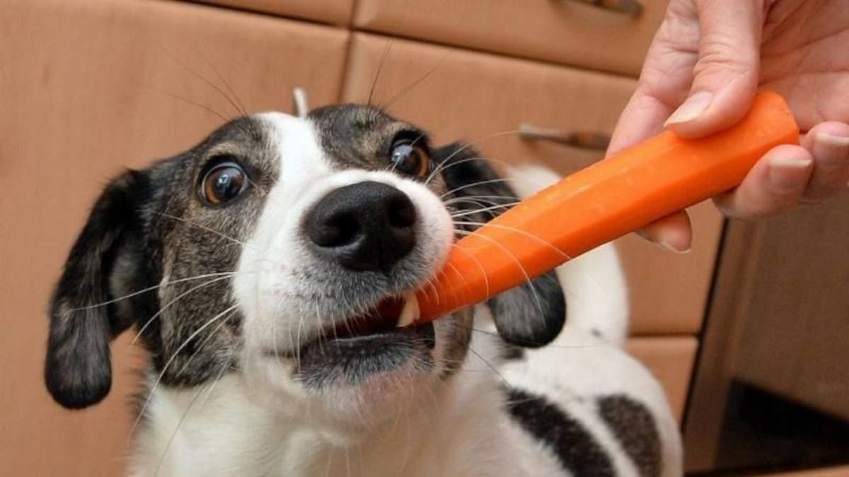 Como cuidar la panza de los perros: con sopa de zanahoria