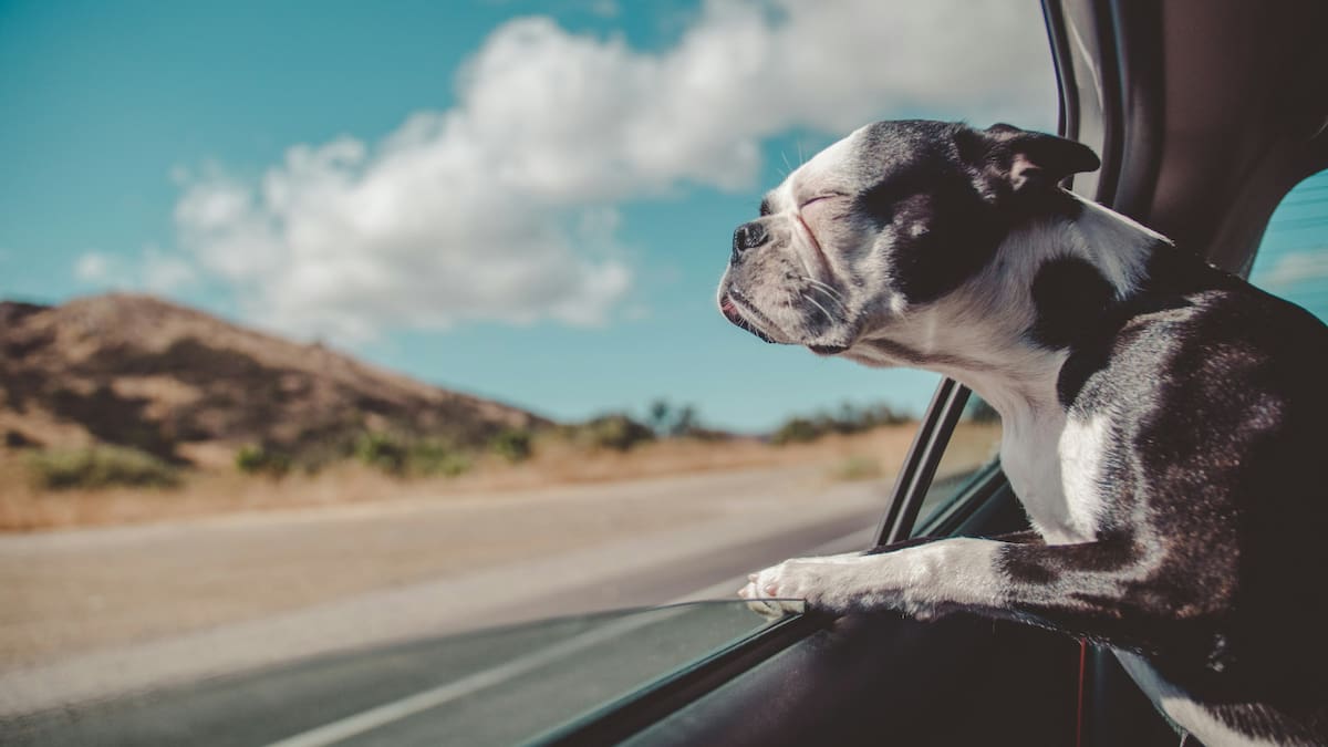 Perro, viaje. Fuente: Pexels