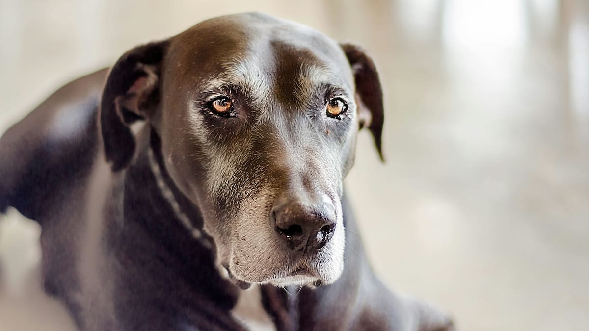 ¿A qué edad se debe considerar viejo a los perros?