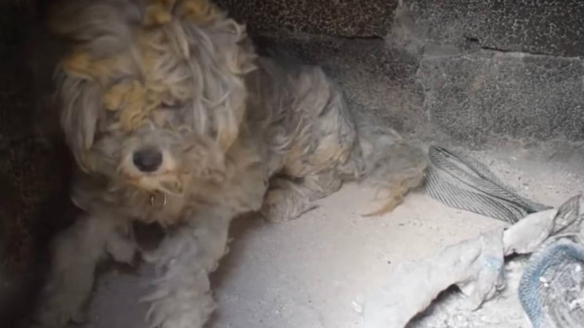 Perro viral rescatado - Grecia