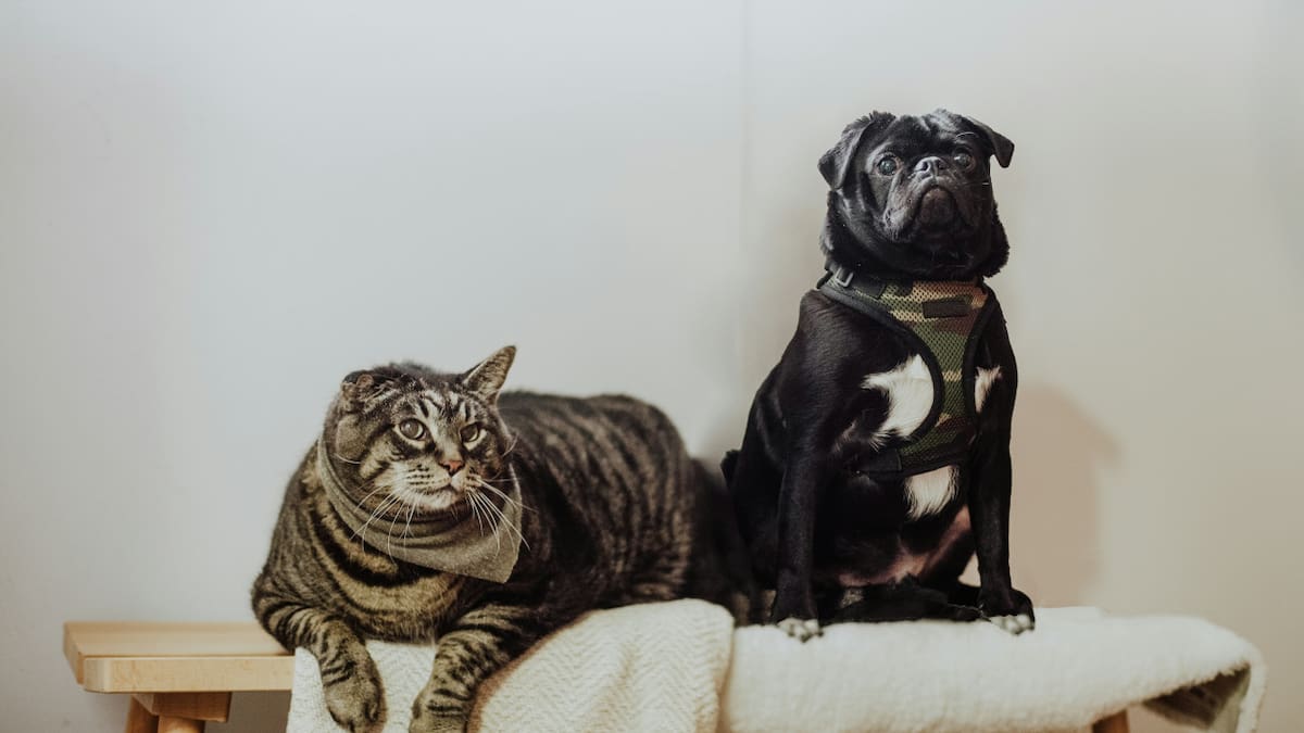 Perro y gato. Fuente: Unsplash.