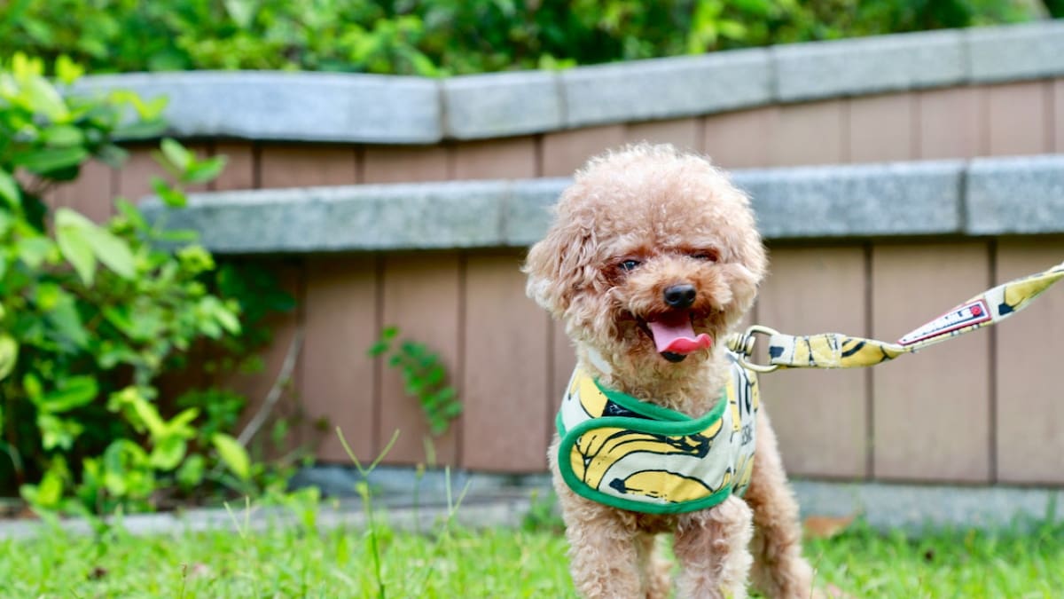 Un educador canino compartió una serie de recomendaciones para los dueños de perros