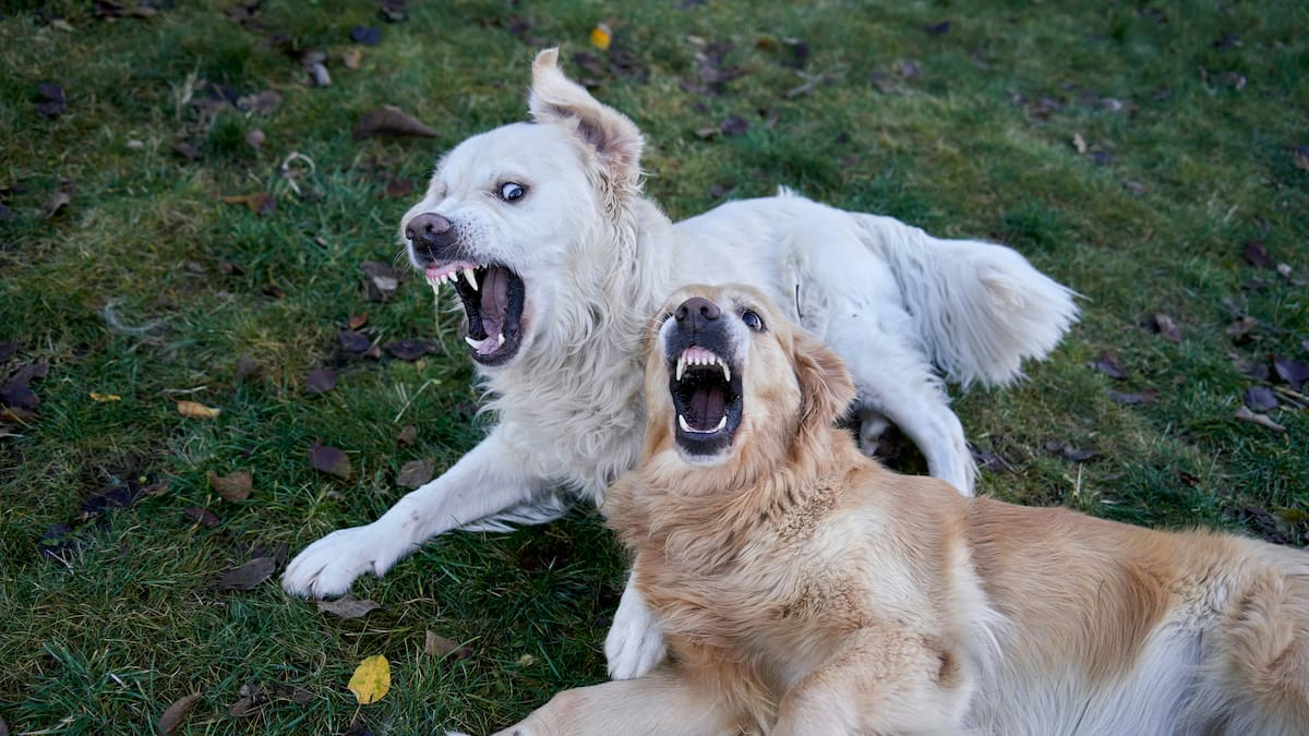 Dos perros juegan a pelear con la boca abierta.