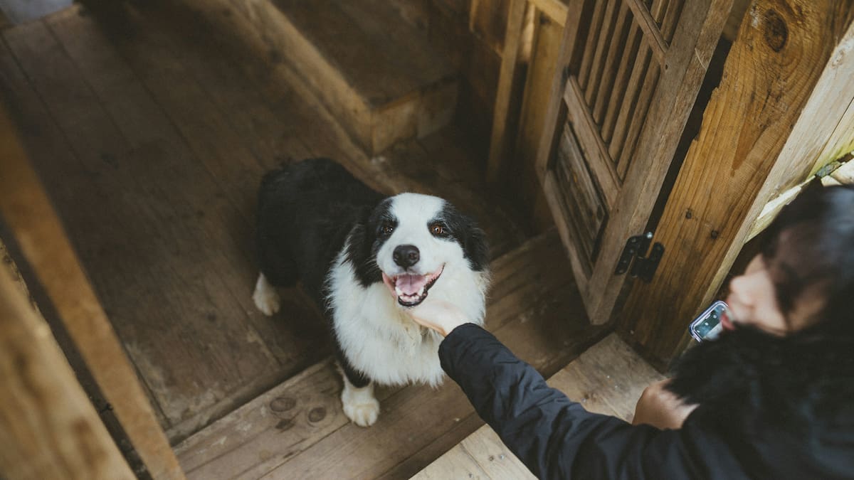 Especialistas en adiestramiento canino concuerdan: “Saludar a tu perro cuando entras en casa es la semilla de la mala educación”