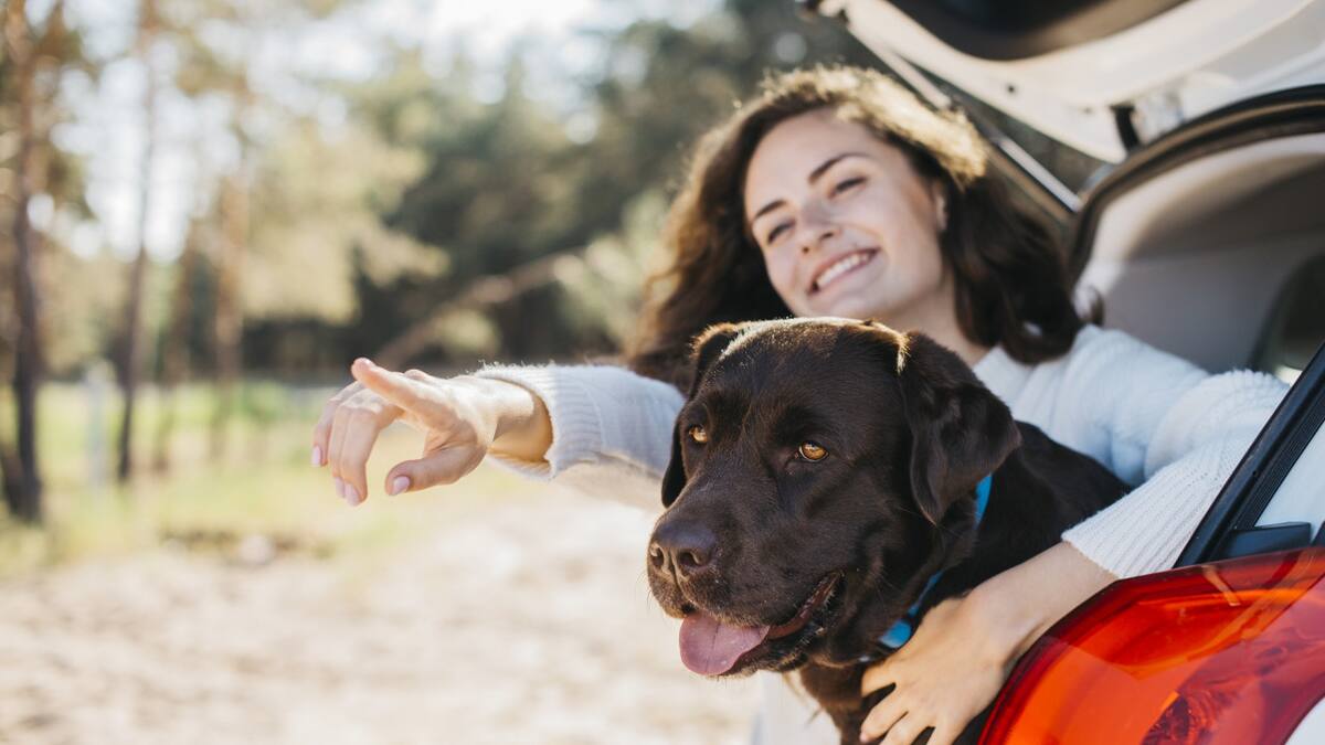 El vínculo especial entre perros y sus dueños durante momentos de afecto y juego.