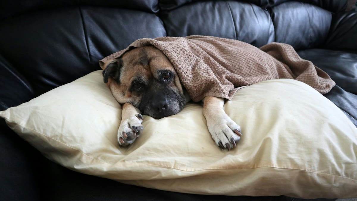 Por qué los perros se acuestan en las almohadas de sus dueños para dormir