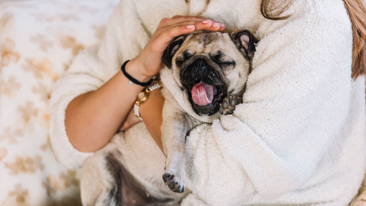 ¿Cómo entender las señales de los perros ante un cuadro de alergia?