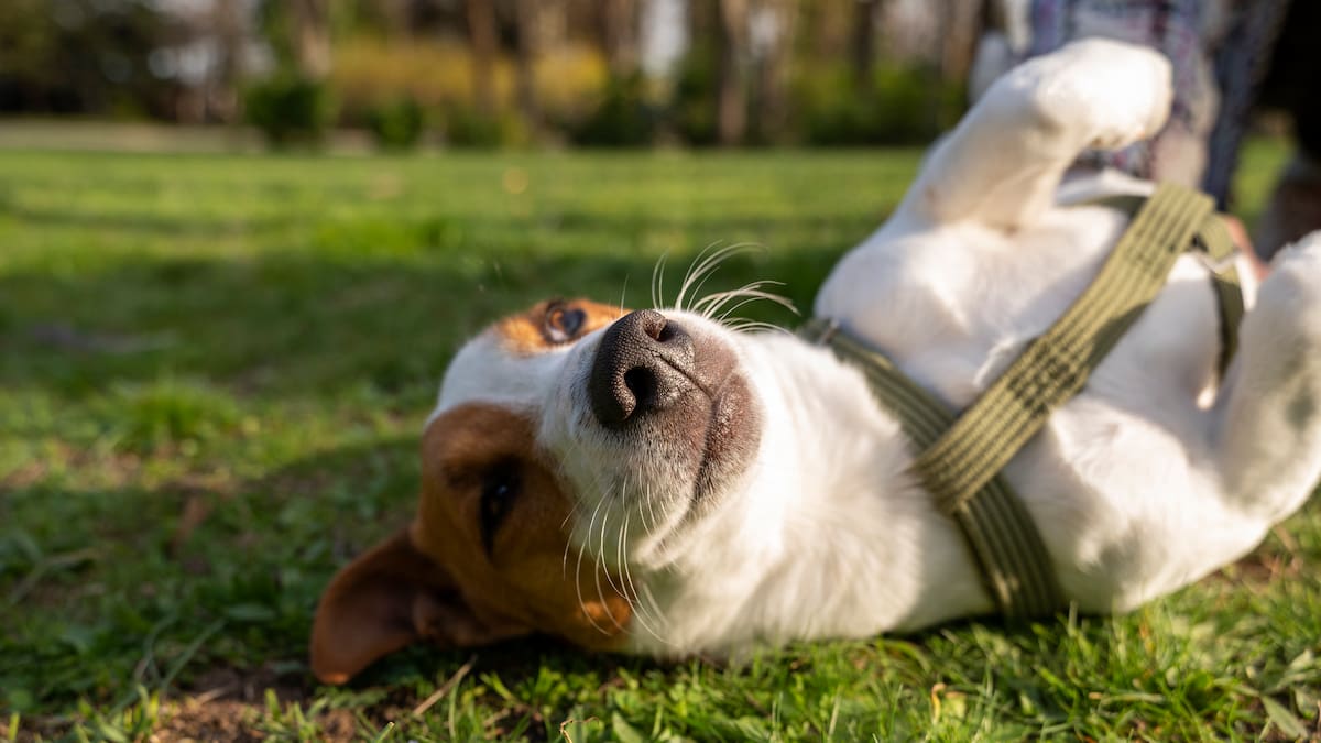 El colesterol no es solo de humanos: cómo se puede desarrollar en perros y cuáles son las causas principales