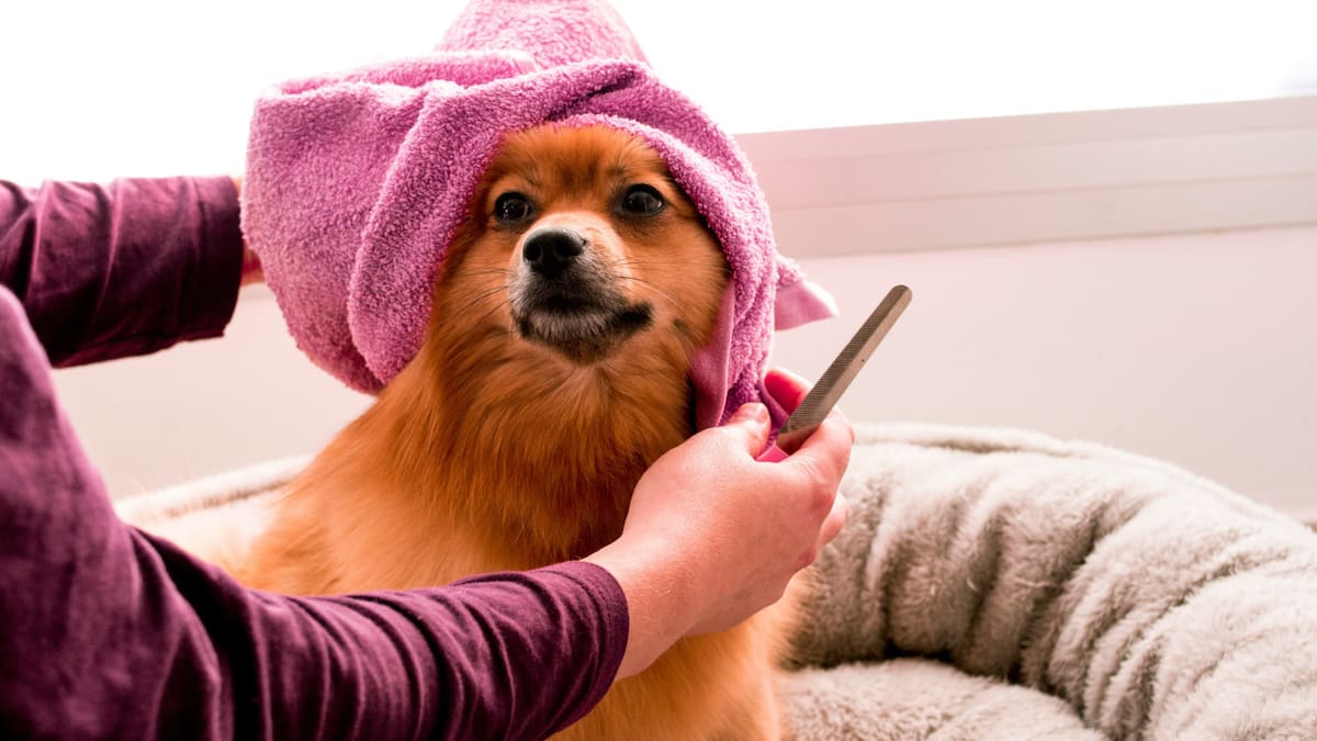 Perros, animales, mascotas. Foto: Unsplash