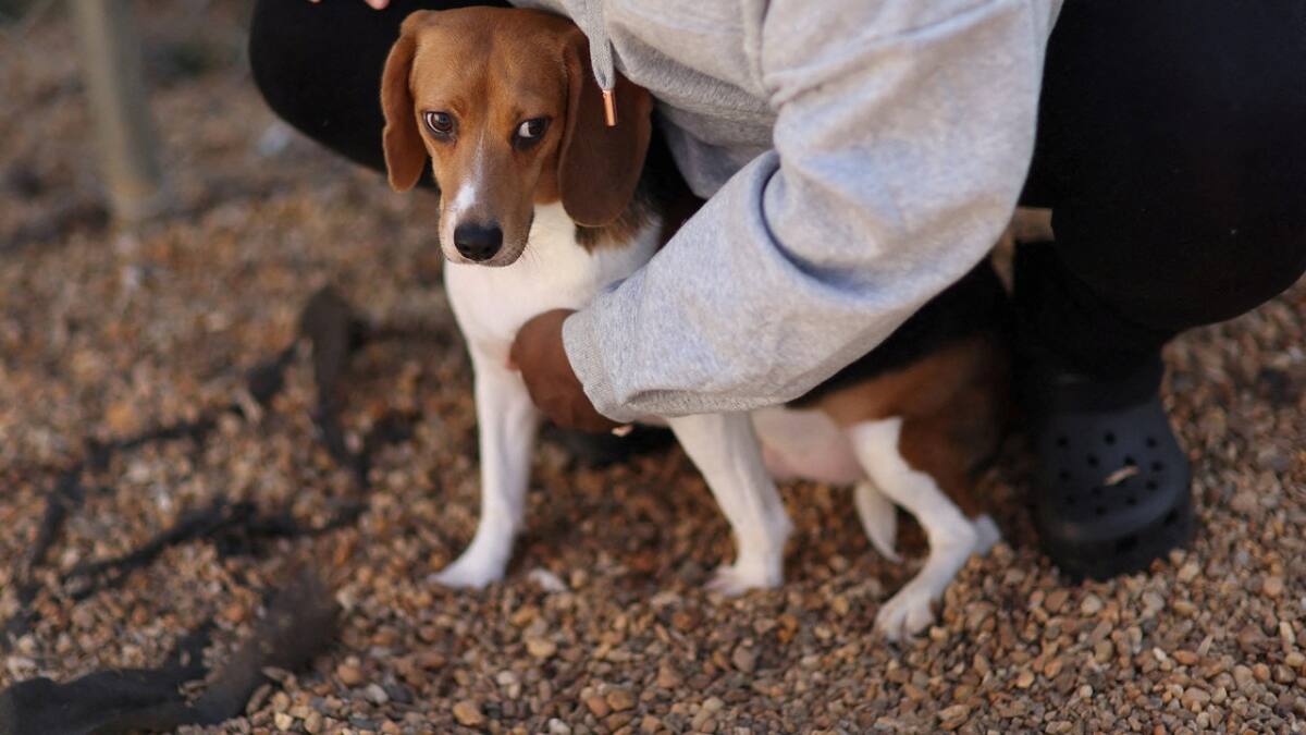 Perros; beagles; maltrato animal. Foto: Reuters.