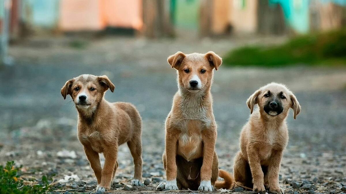 Perros callejeros. Foto: Unsplash.