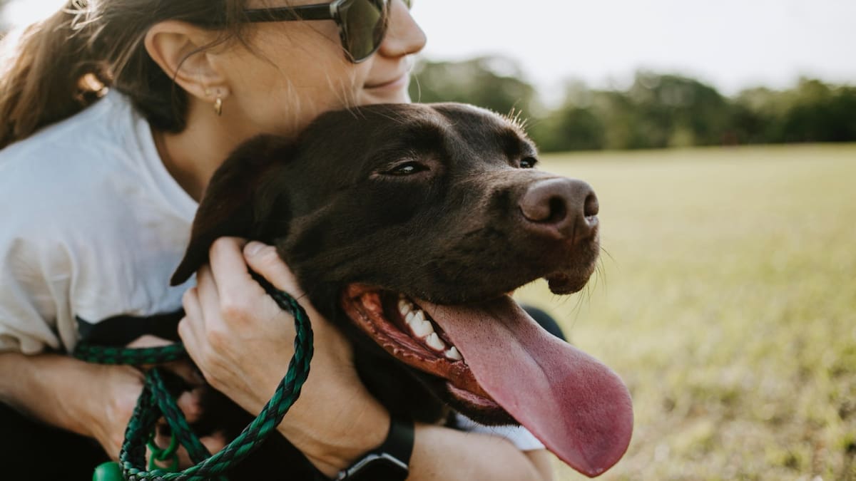 Perros, canes, mascotas. Foto: Unsplash