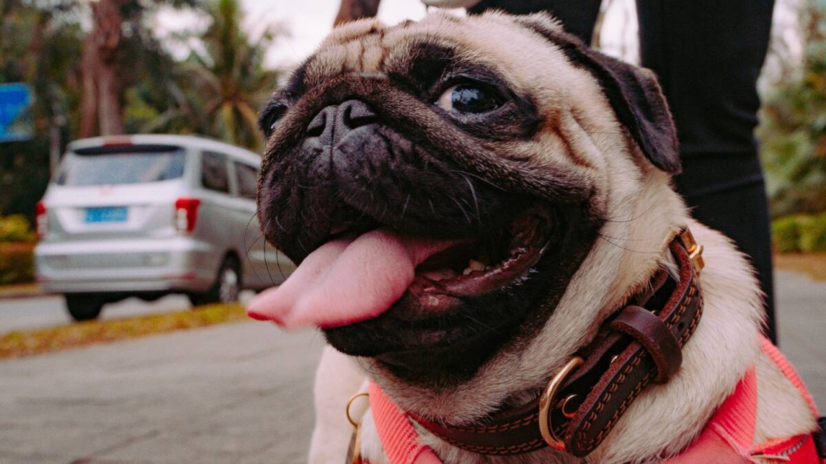 Perros, canes, mascotas. Foto: Unsplash