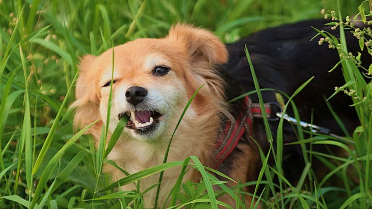 ¿Es normal que los perros coman pasto?: la explicación de los veterinarios y cuándo preocuparse