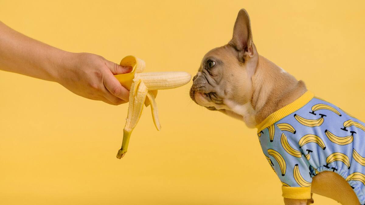 Perros, comida, alimentación. Foto: Unsplash