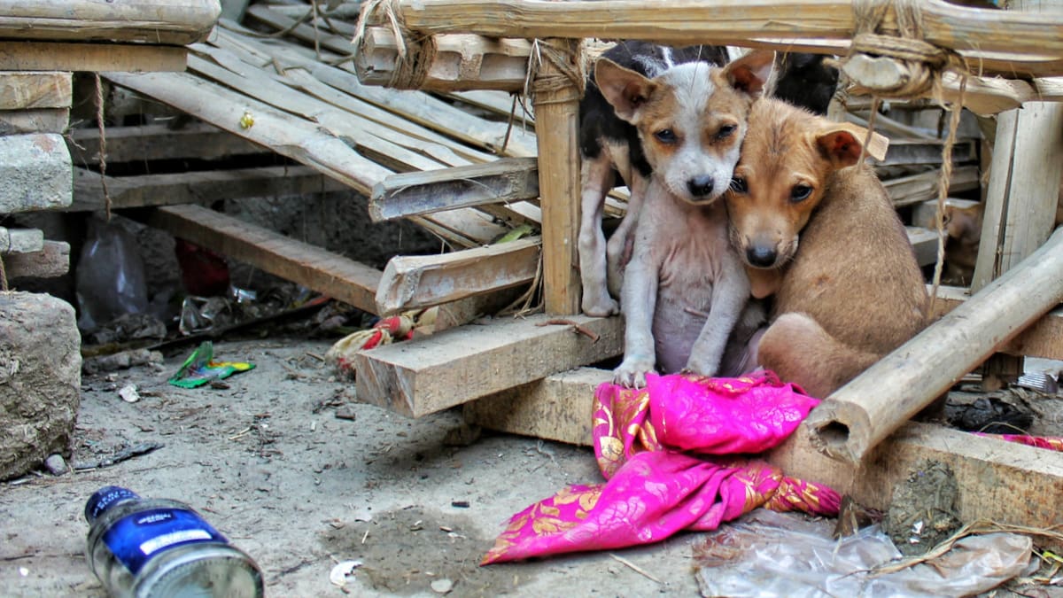 Perros de la calle. Foto Unsplash.