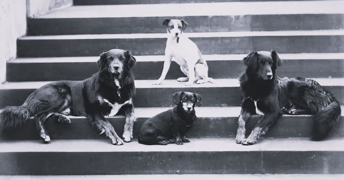 Perros de la reina Victoria de Reino Unido. Foto: Pinterest.