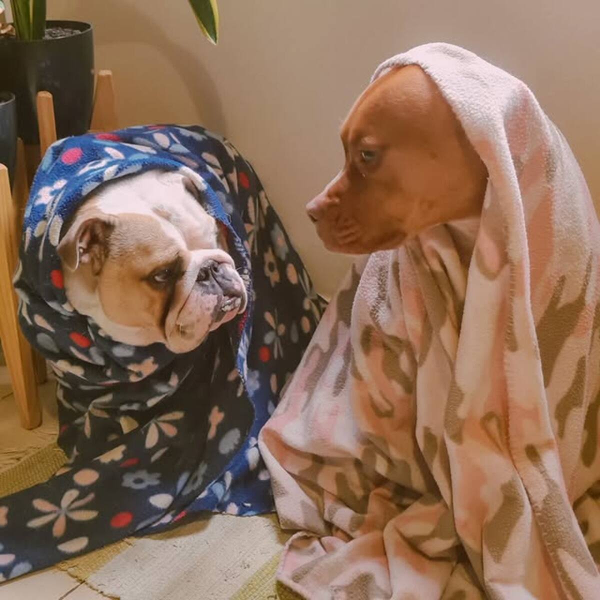 Perros