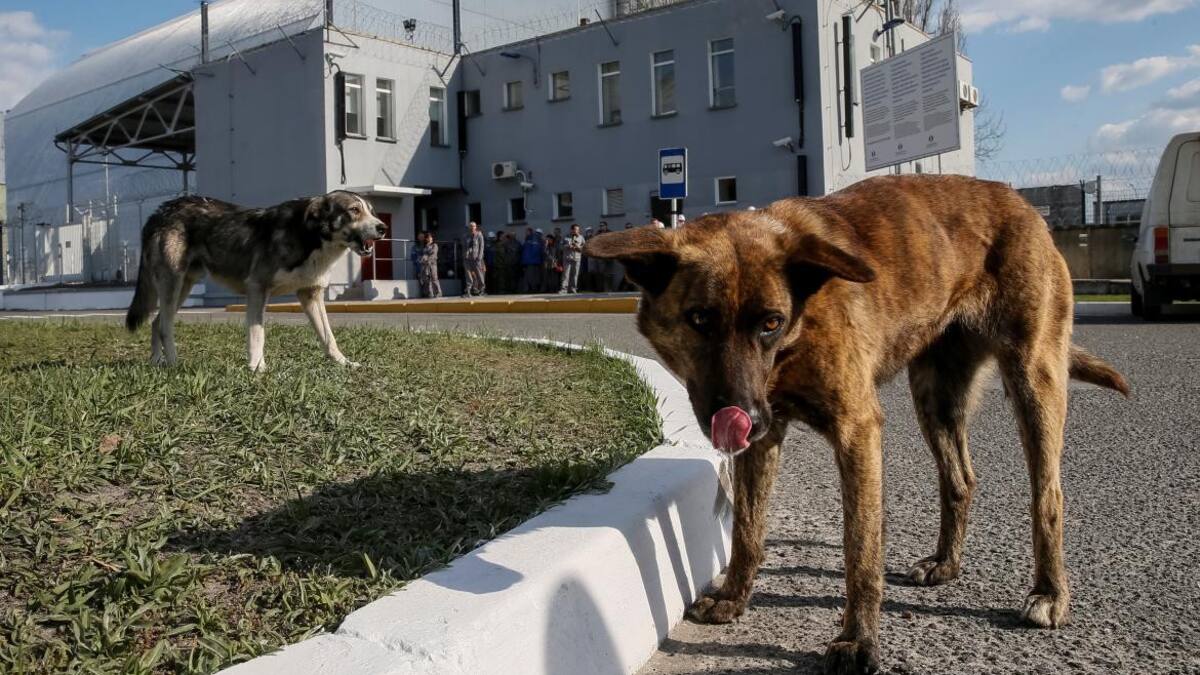 Perros en Chernobyl. Foto: Reuters.
