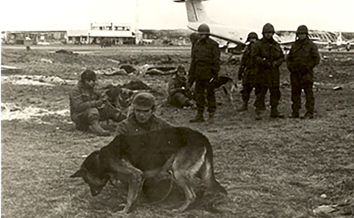 Perros en Malvinas