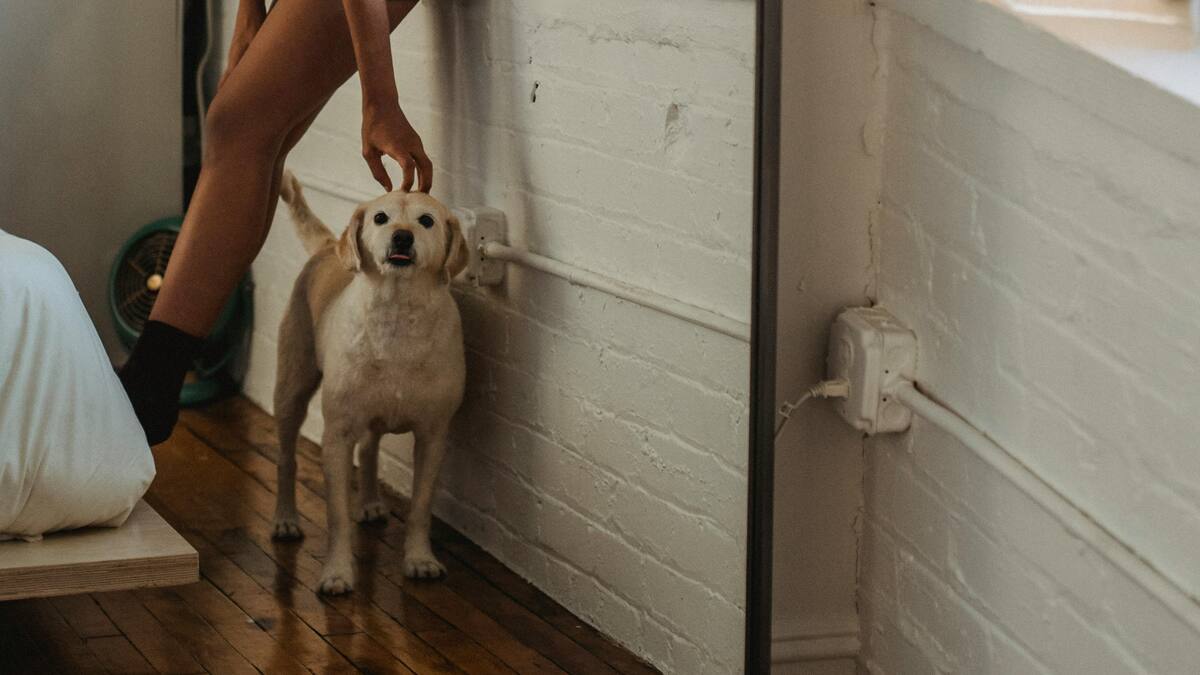 Los perros no se reconocen en el espejo