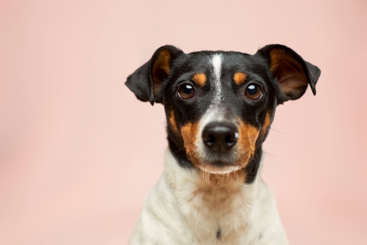 Perros. Foto cedida por anunciante.