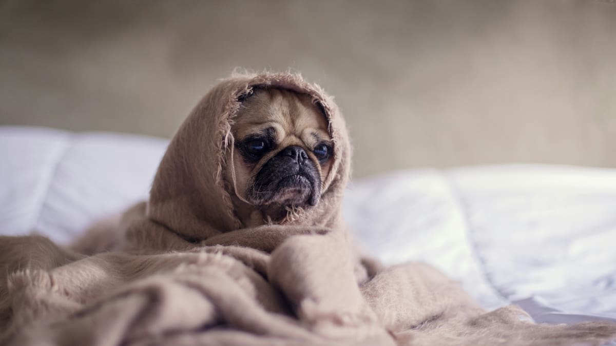 Perros. Foto Unsplash.