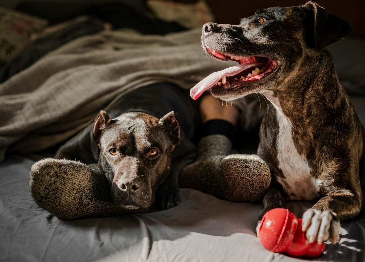 Perros. Foto Unsplash.