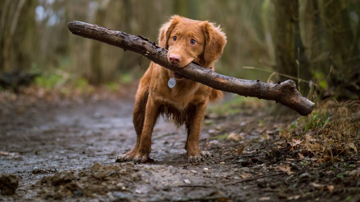 Perros. Foto: Unsplash