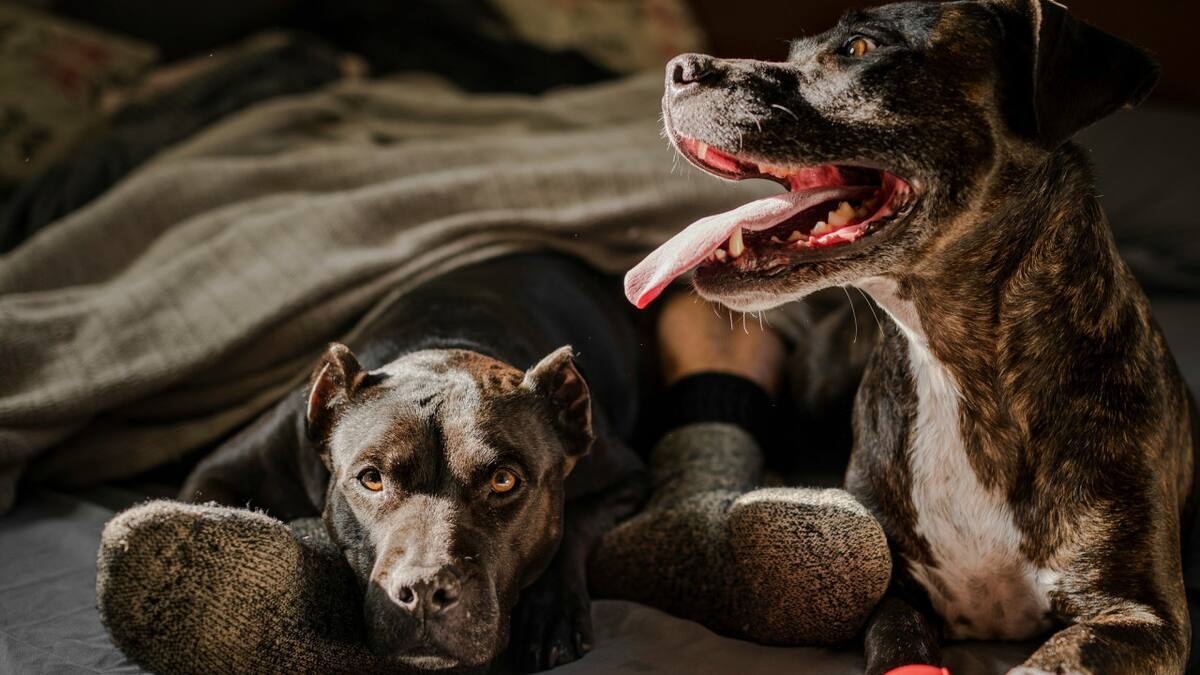 Perros, cómo cuidarlos y cuándo darle sus vacunas. Foto: Unsplash.