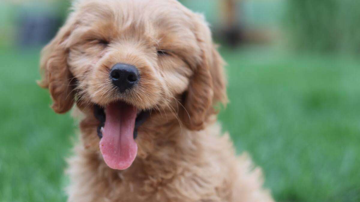 Perros. Foto: Unsplash