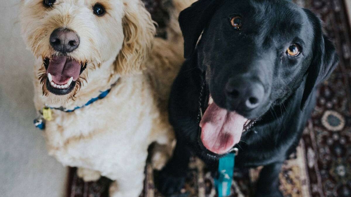 Perros. Foto: Unsplash