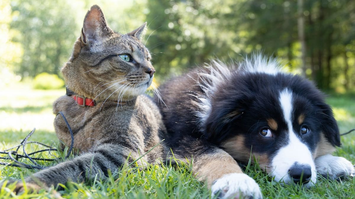 Convivencia entre gatos y perros.