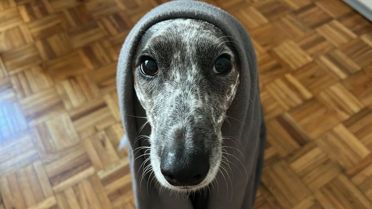 Perros, invierno, mascotas. Foto: Canal26.