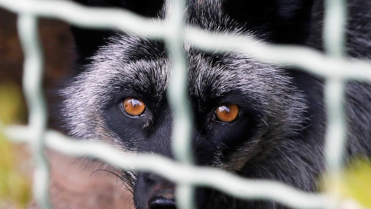 Perros mapaches, animales. Foto: REUTERS