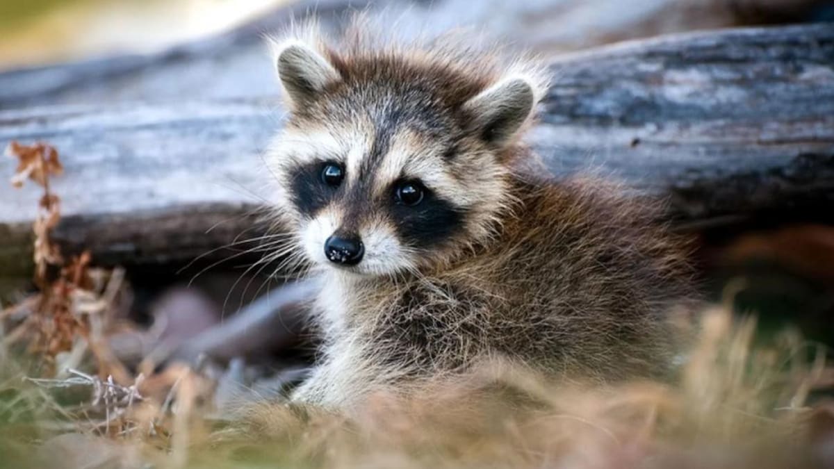 Perros mapaches, animales. Foto: REUTERS