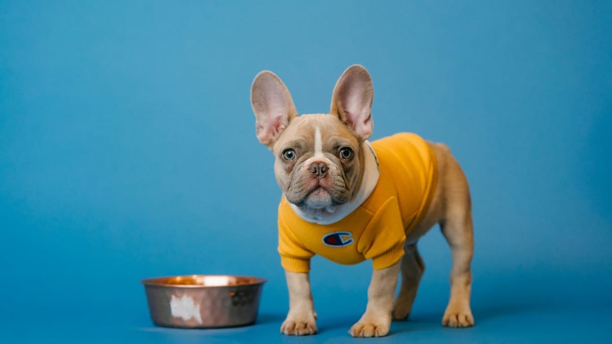 Perros; mascota. Foto: Unsplash.