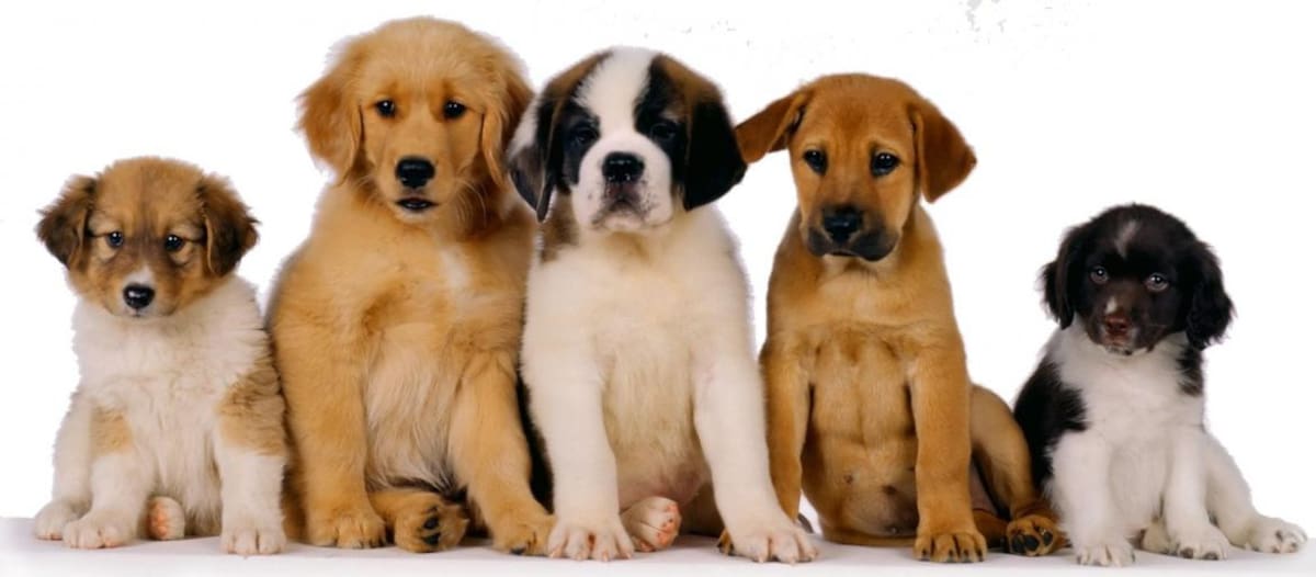 Perros, mascotas