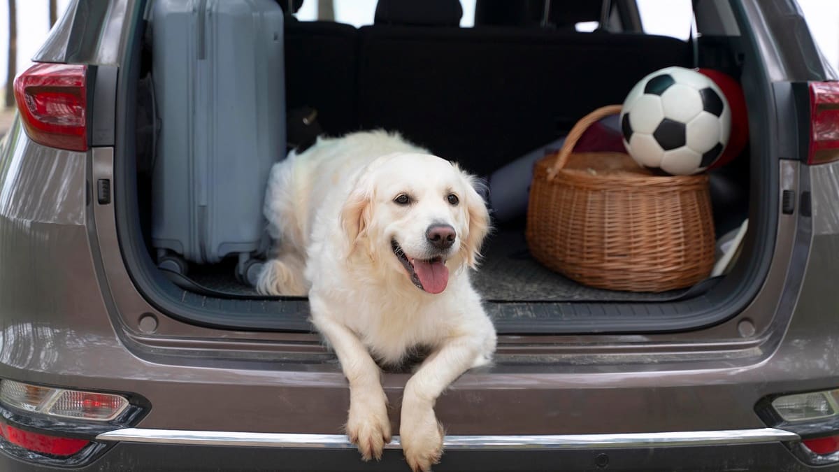 Así es PAW-S, la revolucionaria tecnología de Honda que cambiará los viajes con perros para siempre