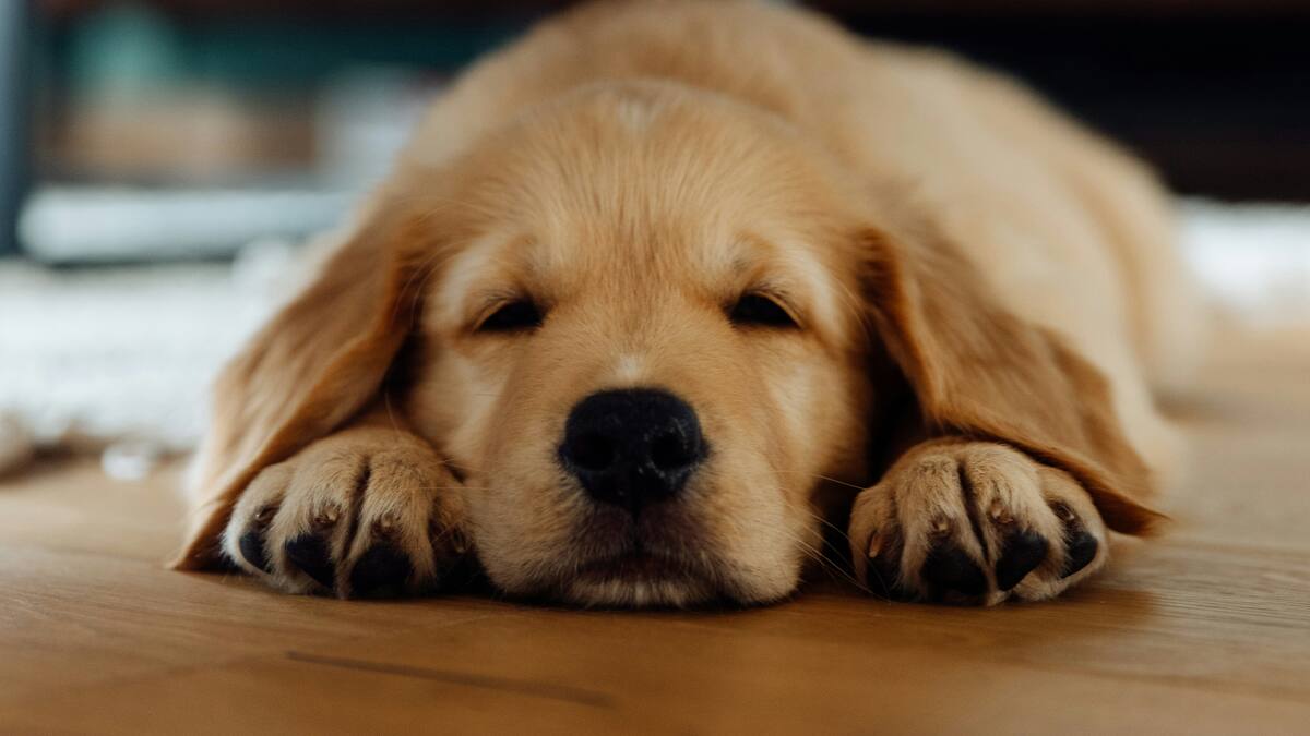 Por qué los perros no deberían dormir en el piso.