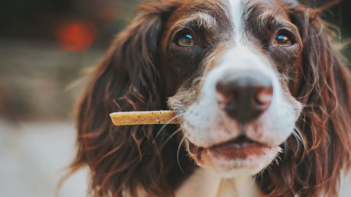 Perros, mascotas, animales, alimento. Foto: Unsplash