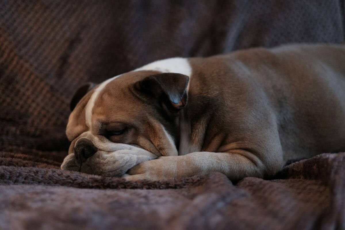 Perros, mascotas, animales. Foto: Unsplash