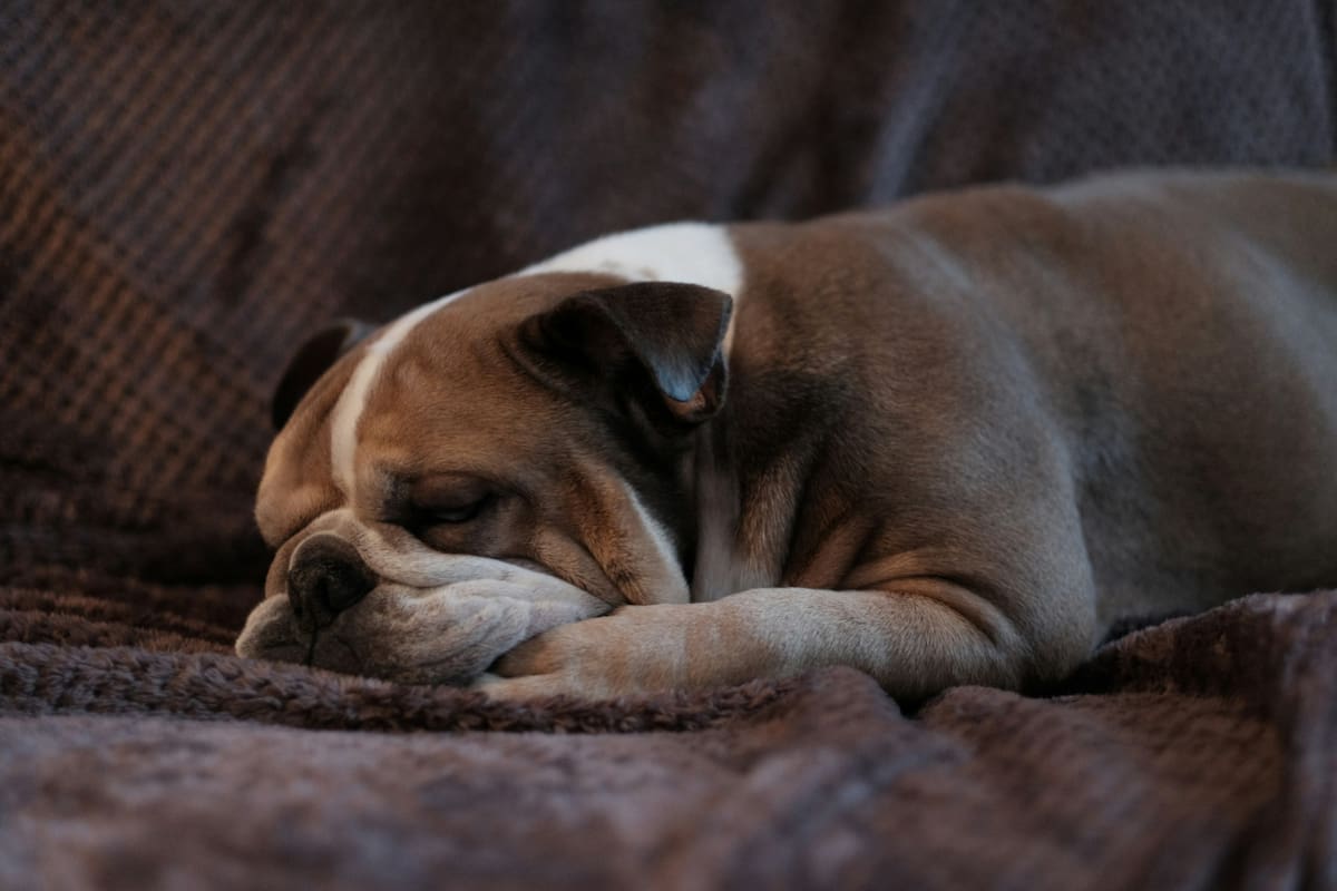 Perros, mascotas, animales. Foto: Unsplash