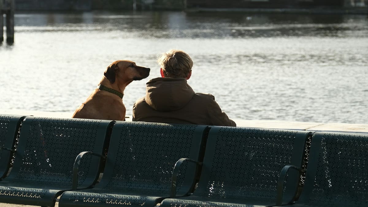 Perros; mascotas; dueños.