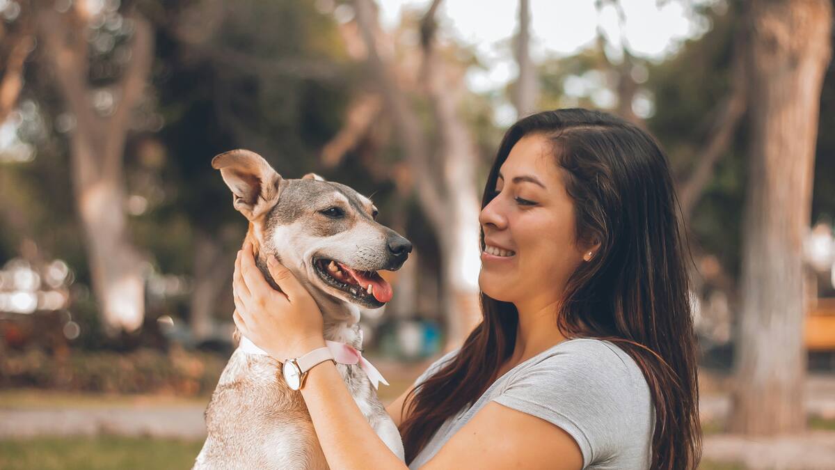 Perros, mascotas, dueños. Foto: Unsplash