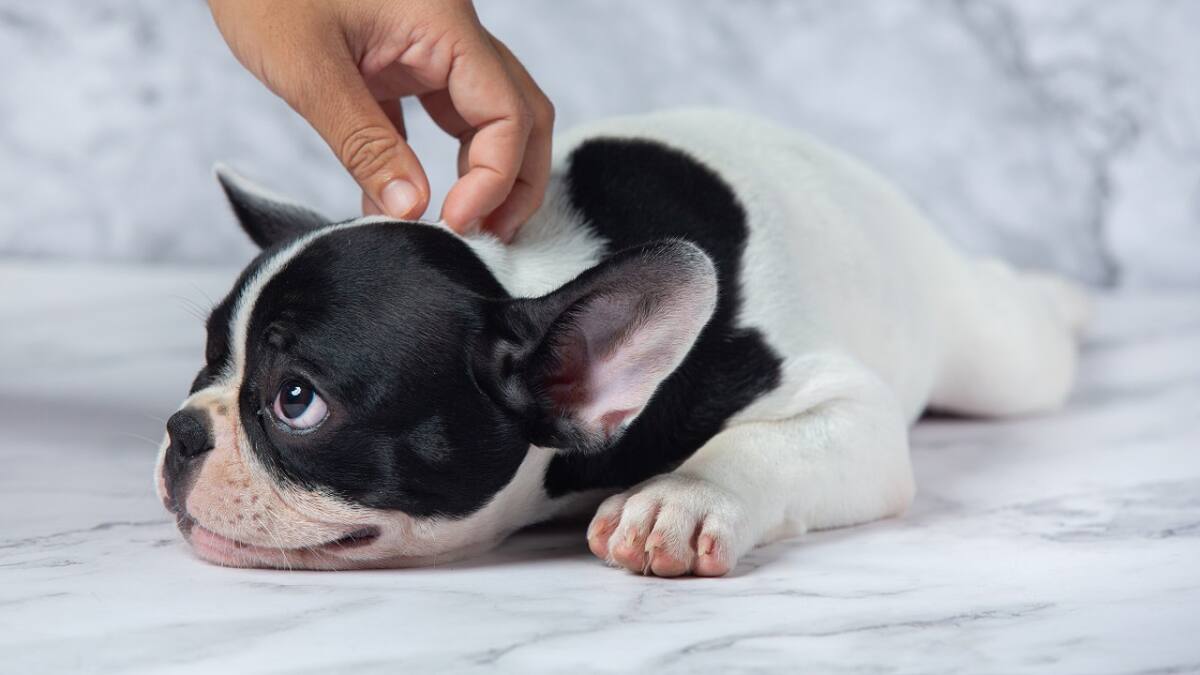 Perros; mascotas. Foto: Freepik.